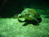 A COMME AQUARIUM (5) - LA ROCH