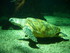 A COMME AQUARIUM (5) - LA ROCH