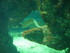 A COMME AQUARIUM (5) - LA ROCH