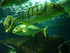 A COMME AQUARIUM (5) - LA ROCH