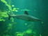 A COMME AQUARIUM (5) - LA ROCH