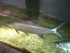 A COMME AQUARIUM (5) - LA ROCH
