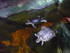 A COMME AQUARIUM (5) - LA ROCH
