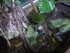 A COMME AQUARIUM (5) - LA ROCH