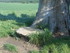 LA SAINTE BAUME