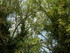 A COMME ABBAYE DE MAILLEZAIS (