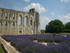 A COMME ABBAYE DE MAILLEZAIS (