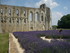 A COMME ABBAYE DE MAILLEZAIS (