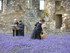 A COMME ABBAYE DE MAILLEZAIS (