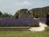 A COMME ABBAYE DE MAILLEZAIS (