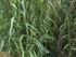 UCHAUX EN VERSION GOURMANDE