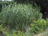 UCHAUX EN VERSION GOURMANDE