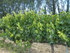 UCHAUX EN VERSION GOURMANDE