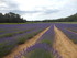 UCHAUX EN VERSION GOURMANDE
