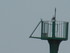 A COMME AIGUILLON SUR MER - VE