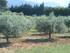 LUBERON, D'UN CHÂTEAU À L'AU