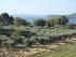 M COMME MIRAMAS LE VIEUX (2) -