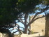 M COMME MIRAMAS LE VIEUX (3) -