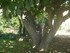 M COMME MIRAMAS LE VIEUX (3) -