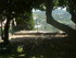 M COMME MIRAMAS LE VIEUX (3) -