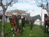 S COMME SAINTES MARIES DE LA M