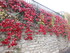 M COMME MONIEUX - VAUCLUSE - F