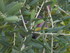 M COMME MONIEUX - VAUCLUSE - F