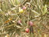 M COMME MONIEUX - VAUCLUSE - F