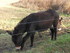 L COMME LOURMARIN - VAUCLUSE -