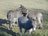 L COMME LOURMARIN - VAUCLUSE -