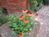 C COMME COLLONGES LA ROUGE - C