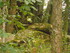 C COMME CROMLECH DU PUY DE PAU