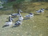 A COMME ARGENTAT SUR DORDOGNE 