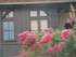 B COMME BEAULIEU SUR DORDOGNE 