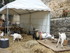 LES MEDIEVALES DE CHATEAUNEUF 