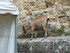 LES MEDIEVALES DE CHATEAUNEUF 