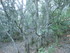 EN ALLANT AU BOIS...