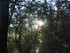 EN ALLANT AU BOIS...