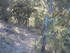 EN ALLANT AU BOIS...