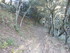 EN ALLANT AU BOIS...