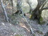 EN ALLANT AU BOIS...
