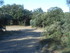 EN ALLANT AU BOIS...