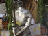 LES MEDIEVALES D'AIGUES MORTES