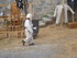 LES MEDIEVALES D'AIGUES MORTES