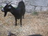 LES MEDIEVALES D'AIGUES MORTES