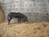 LES MEDIEVALES D'AIGUES MORTES
