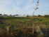 C COMME CARNARC (5) - MORBIHAN