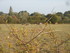 C COMME CARNARC (5) - MORBIHAN