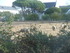 C COMME CARNARC (5) - MORBIHAN