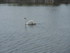 C COMME CARNARC (7) - MORBIHAN